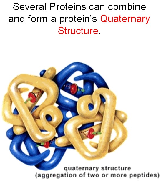 Quaternary Structure of a Protein